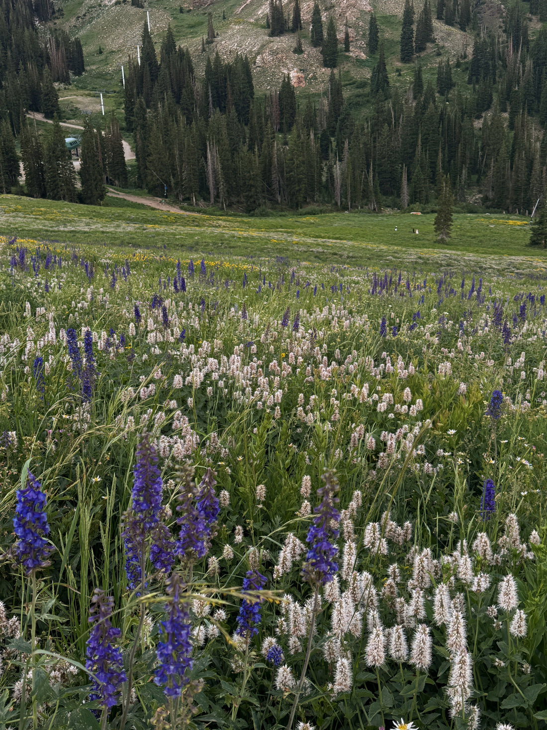 A Guide to Responsibly Picking Wildflowers for Pressing